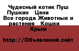 Чудесный котик Пуш-Пушкин › Цена ­ 1 200 - Все города Животные и растения » Кошки   . Крым